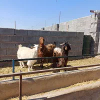 بز پاکستانی|حیوانات مزرعه|نگار, |دیوار