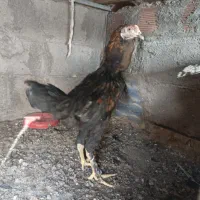 جوجه خروس لاری