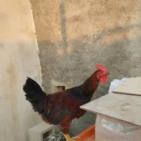مرغ کرچ وخروس