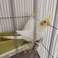 جوجه عروس لوتینو