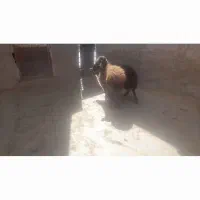 بره ماده پای گوچ هترو وهمو