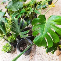 گلخانه نفس سبز