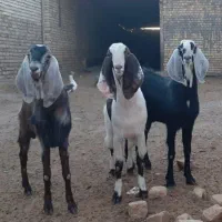 گوسفند چاق میش بز قوچ چپش بره شیشک