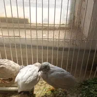 بلدرچین مینیاتوری|پرنده|بافق, |دیوار