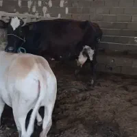 گاو جرسی باگوساله نربزرگ سمینتال شیری شکم دوم