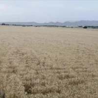 اجاره یکساله زمین کشاورزی روستای سنا|اجارهٔ دفتر صنعتی، کشاورزی، تجاری|شنبه و طسوج, |دیوار