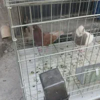 کبوتر سرخ و طوقی