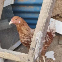 خروس|حیوانات مزرعه|خواف, |دیوار