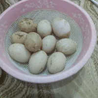 تخم اوردک روسی به شرط نطفه|حیوانات مزرعه|دزفول, |دیوار