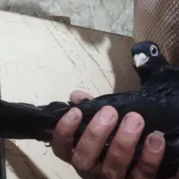 صرب|پرنده|امیدیه, |دیوار