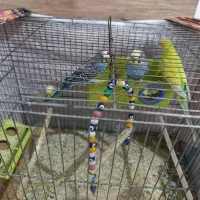 4 عدد مرغ عشق