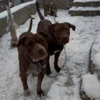 واگذاری پیتبول نر و ماده