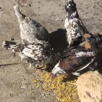 مرغ بومی گلین|حیوانات مزرعه|خمینی‌شهر, |دیوار