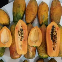 انواع نهال مرکبات شناسنامه دار و پاپایا|خدمات باغبانی و درختکاری|دزفول, |دیوار