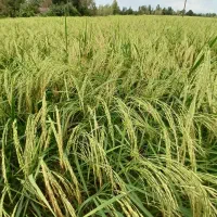 برنج هاشمی|خوردنی و آشامیدنی|سنگر, |دیوار