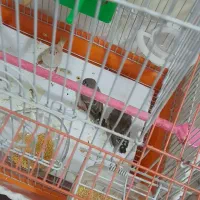 ۴ عدد فنچ بهمراه ۴ عدد تخم بهمراه قفس خاص|پرنده|تهران, شمشیری|دیوار