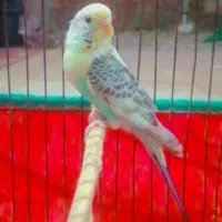 جفت مرغ عشق|پرنده|جیرفت, |دیوار