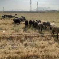 ۲۲عددمیش جوان همه ابستن سنگین با دو عددشیشک قوچ