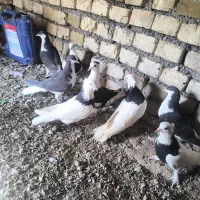 کفتر|پرنده|باخزر, |دیوار
