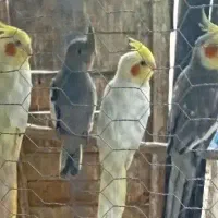 عروس هلندی