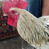 خروس