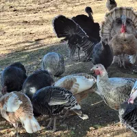 بوقلمون ماده