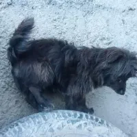 سگ نزاد تریر