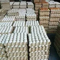 پخش تخم مرغ سینداد