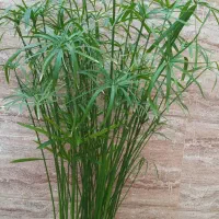 نخل مرداب ارتفاع ۸۸ سانت|گل و گیاه طبیعی|خرمآباد, |دیوار