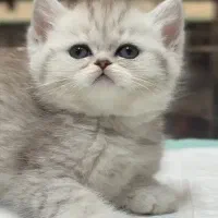 دونه برفی های کوچولو