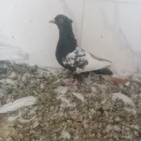 کفتر کبوتر|پرنده|شیراز, حجت آباد|دیوار