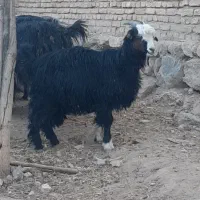 بزغاله ماده داشتی و کشتی|حیوانات مزرعه|شهرکرد, |دیوار