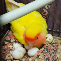 یک جفت کوتوله|پرنده|قم, شهرک سازمان آب|دیوار