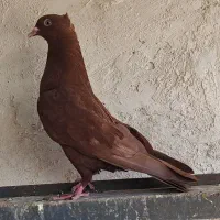 سرخ ماده|پرنده|اقبالیه, |دیوار