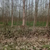 خرید چوب صنور