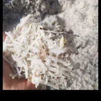 تفاله چغندر قند