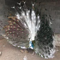 انواع نژاد های طاووس در سنین مختلف|پرنده|تهران, صادقیه|دیوار