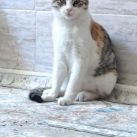 گربه گمشده|حیوانات|جوانرود, |دیوار