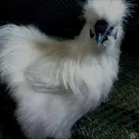 نیمچه مرغ وخروس ابریشمی|حیوانات مزرعه|شیراز, شهرک سراج‎|دیوار