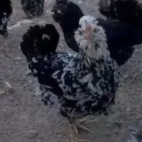 مرغ وخروس گلین لری خال سوزنی