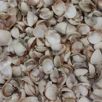 صدف دریایی طبیعی نو