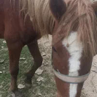 اسب آرام و زیبا سواری|حیوانات مزرعه|گوراب زرمیخ, |دیوار