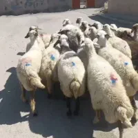 21راس گوسفند شک با بره و یک قوچ جنس دولمنی