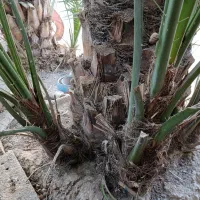 پاجوش بچه نخل