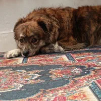 واگذاری پامرانین