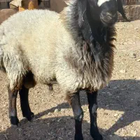 بره قوچی بسیار زیبا|حیوانات مزرعه|تاکستان, |دیوار