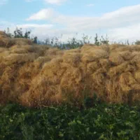 فروش یونجه خالص و بزرگ و مرغوب|حیوانات مزرعه|خوی, |دیوار