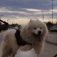 سگ گمشده در قزوین مژدگانی