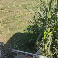 فروش ذرت علوفه فله و بسته بندی|عمده‌فروشی|فاریاب, |دیوار