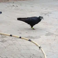 ۳تا نر